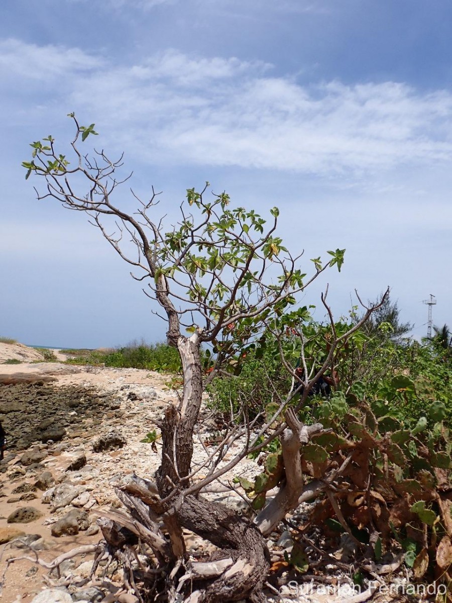 Heliotropium arboreum (Blanco) Mabb.